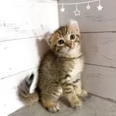 アメリカンカール