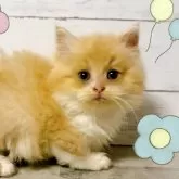 マンチカン(短足)