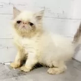 エキゾチックショートヘア