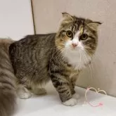 スコティッシュフォールド(折れ耳)