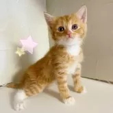 スコティッシュフォールド(立ち耳)