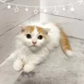 スコティッシュフォールド(折れ耳)