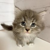 マンチカン(長足)