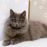 ブリティッシュロングヘア