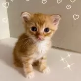スコティッシュフォールド(折れ耳)