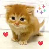 スコティッシュフォールド(立ち耳)