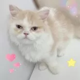 ミヌエット(短足)