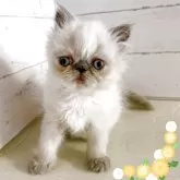 ヒマラヤン