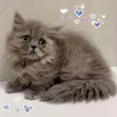 ミヌエット(短足)【東京都・女の子・2025年8月21日・ブルー&クリーム】の写真1