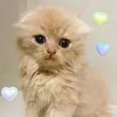 スコティッシュフォールド(折れ耳)【東京都・男の子・2025年7月20日・クリーム】の写真1