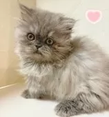 ミヌエット(短足)【東京都・女の子・2025年6月30日・ブルー】の写真2