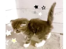 スコティッシュフォールド(折れ耳)【東京都・男の子・2025年4月19日・ブルータビー&ホワイト】の写真2