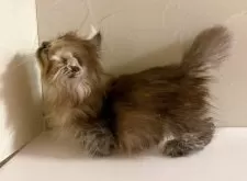 ミヌエット(短足)【東京都・女の子・2025年8月21日・ブラウンパッチドタビー】の写真2