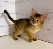 ソマリ【東京都・男の子・2025年9月25日・ルディ】の写真2