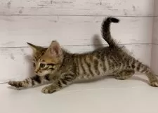 アメリカンカール【東京都・女の子・2025年9月10日・ブラウンマッカレルタビー】の写真2