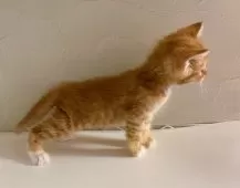 スコティッシュフォールド(立ち耳)【東京都・男の子・2025年8月10日・レッドタビー】の写真2