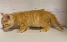 アメリカンカール【東京都・男の子・2025年9月10日・レッドタビー】の写真2