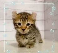 キンカロー【東京都・男の子・2025年9月16日・ブラウンスポテッドタビー】の写真2