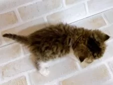 エキゾチックショートヘア【東京都・女の子・2024年12月4日・ブラウンタビー&ホワイト】の写真2