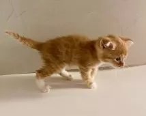 スコティッシュフォールド(立ち耳)【東京都・男の子・2025年8月10日・レッドタビー】の写真2