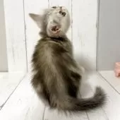 エキゾチックショートヘア【東京都・男の子・2025年3月12日・シルバータビー】の写真2