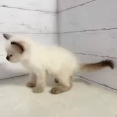 ラグドール【東京都・女の子・2025年6月13日・シールポイントミテッド】の写真2