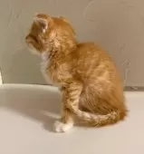 スコティッシュフォールド(立ち耳)【東京都・男の子・2025年8月10日・レッドタビー】の写真3