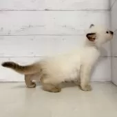 ラグドール【東京都・女の子・2025年6月13日・シールポイントミテッド】の写真3