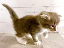 スコティッシュフォールド(折れ耳)【東京都・男の子・2025年4月19日・ブルータビー&ホワイト】の写真3