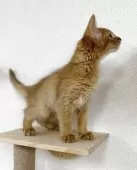 ソマリ【東京都・男の子・2025年4月29日・ルディ】の写真3