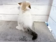 サイベリアン【東京都・女の子・2025年3月31日・シールポイントバイカラー】の写真3