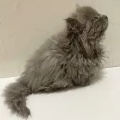 ミヌエット(短足)【東京都・女の子・2025年8月21日・ブルータビー】の写真3