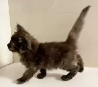 サイベリアン【東京都・女の子・2025年9月16日・トーティー】の写真3