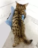 ジェネッタ【東京都・男の子・2025年5月3日・ブラウンスポテッドタビー】の写真3