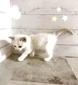 ラグドール【東京都・女の子・2025年4月19日・ブルーポイントバイカラー】の写真3