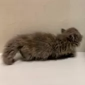 ミヌエット(短足)【東京都・女の子・2025年8月21日・ブルー&クリーム】の写真3