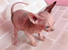 スフィンクス【東京都・女の子・2025年1月1日・ブルー&ホワイト】の写真4