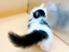 ミヌエット(短足)【東京都・男の子・2024年11月27日・ブラック&ホワイト】の写真4