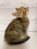 アメリカンカール【東京都・女の子・2025年9月10日・ブラウンマッカレルタビー】の写真4