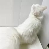 ミヌエット(長足)【東京都・女の子・2024年7月23日・ホワイト】の写真4