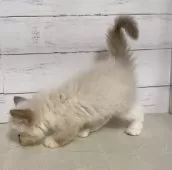 ラグドール【東京都・男の子・2025年10月18日・シールポイント】の写真4