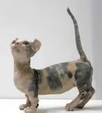 ドウェルフ【東京都・女の子・2024年12月9日・キャリコ】の写真4