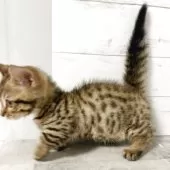 ジェネッタ【東京都・男の子・2025年5月3日・ブラウンスポテッドタビー】の写真4