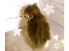 スコティッシュフォールド(折れ耳)【東京都・男の子・2025年4月19日・ブルータビー&ホワイト】の写真4