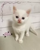 ラグドール【東京都・男の子・2025年8月16日・フレームポイント】の写真4