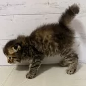 スコティッシュフォールド(折れ耳)【東京都・女の子・2025年7月20日・ブラウンタビー】の写真4