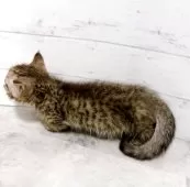 ジェネッタ【東京都・男の子・2025年4月8日・シルバースポテッドタビー】の写真5