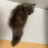 ミヌエット(短足)【東京都・女の子・2025年8月21日・ブルー&クリーム】の写真4