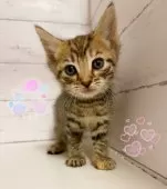 アメリカンカール【東京都・女の子・2025年9月10日・ブラウンマッカレルタビー】の写真4