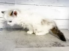 サイベリアン【東京都・女の子・2025年3月31日・シールポイントバイカラー】の写真4